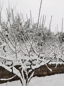冬天的雪景