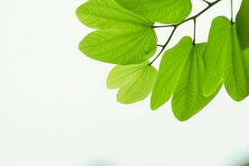 绿叶