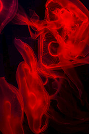 海洋馆水母海蜇