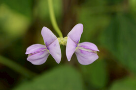 豆角花