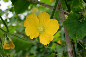 黄瓜开花