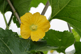 黄瓜开花