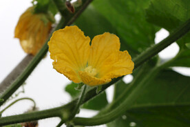 黄瓜开花