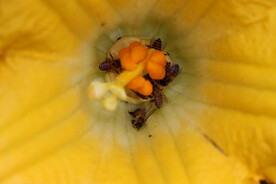 南瓜花和蜜蜂