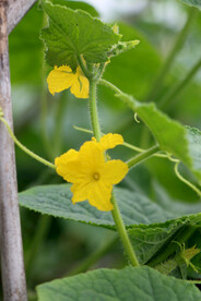 黄瓜开花