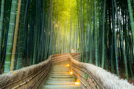 竹林小道