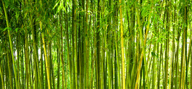 竹林