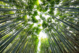 竹林