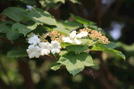 天目琼花