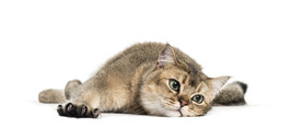 趴着的猫咪
