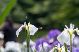 玉蝉花