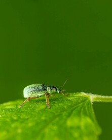 昆虫