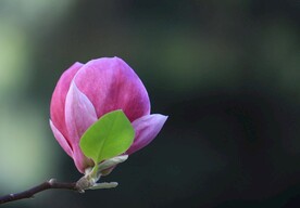 漂亮的玉兰花