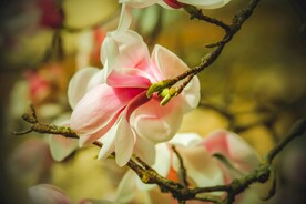 漂亮的玉兰花