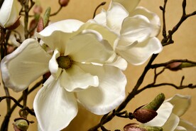 漂亮的玉兰花
