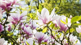 漂亮的玉兰花