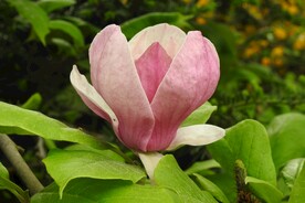 漂亮的玉兰花