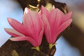 漂亮的玉兰花