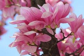 漂亮的玉兰花