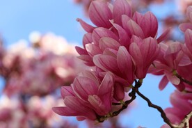 漂亮的玉兰花
