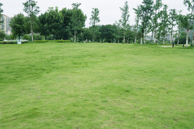 公园绿草坪