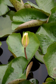 睡莲花苞
