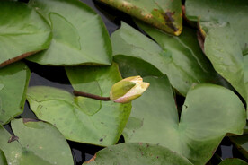 睡莲花苞