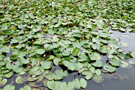睡莲