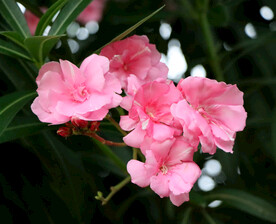 夹竹桃花