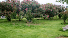 公园绿化花草树木