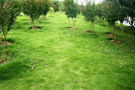 公园绿化草树木