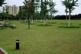 绿化草坪