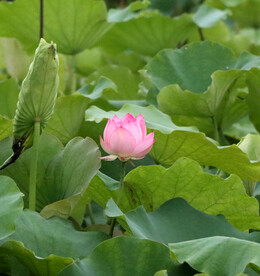 荷花苞