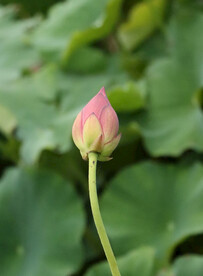 荷花苞