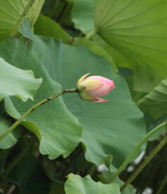 荷花苞
