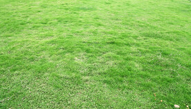 绿草坪