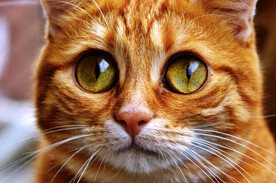 咖啡猫
