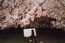 樱花树下