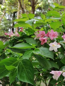 花花世界