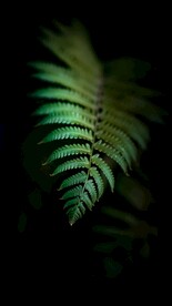 蕨类植物