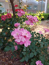 月季花