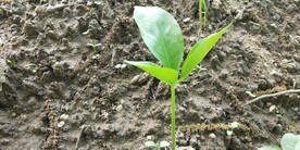 半夏幼苗野外图片