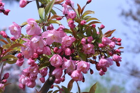 垂丝海棠花