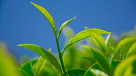 茶叶