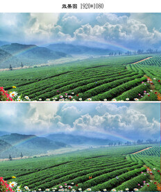 蓝天白云茶园风景AVI视频
