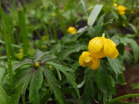 银莲花