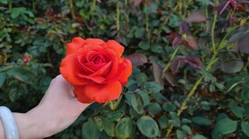 蔷薇花