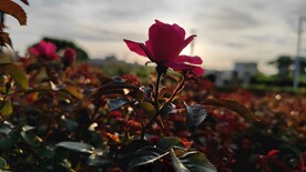 花儿