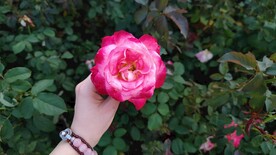 蔷薇花