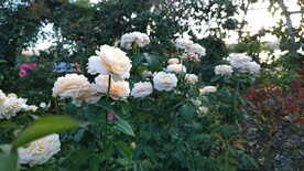蔷薇花 